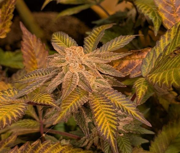 Apple Fritter. Week 27