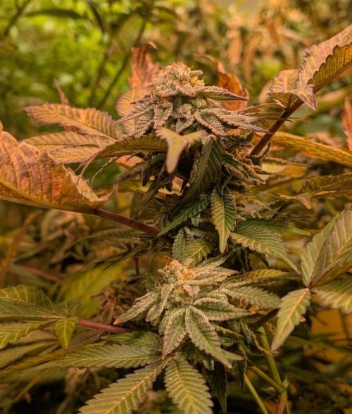 Apple Fritter. Week 27
