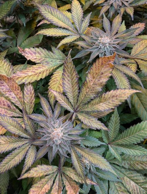 Apple Fritter. Week 27