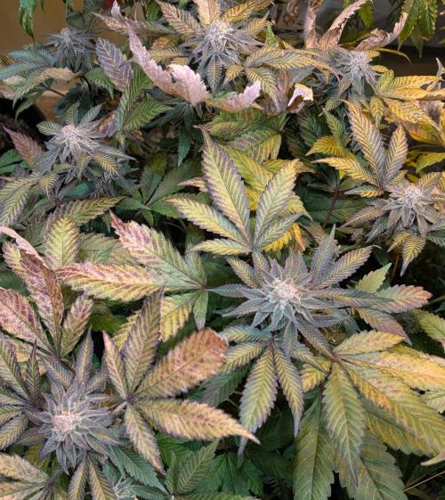 Apple Fritter. Week 27
