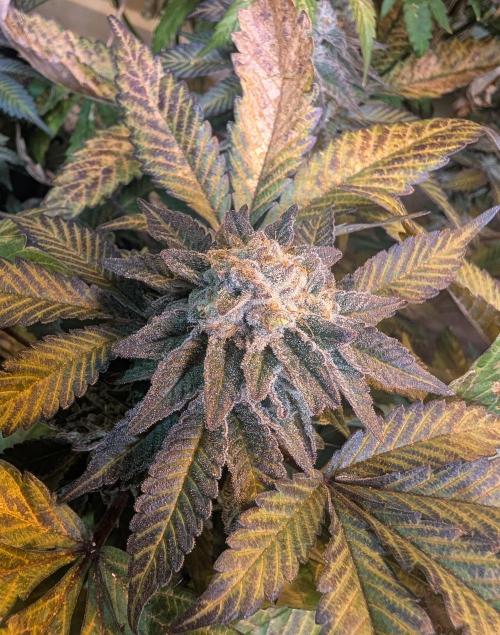 Apple Fritter. Week 27