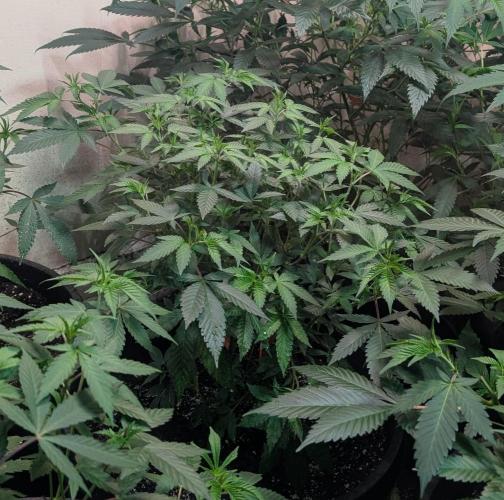 Gushers. Week 12