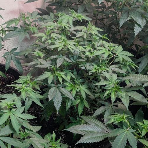 Gushers. Week 12