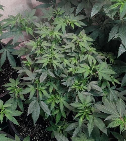 Gushers. Week 12