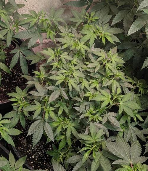 Gushers. Week 12