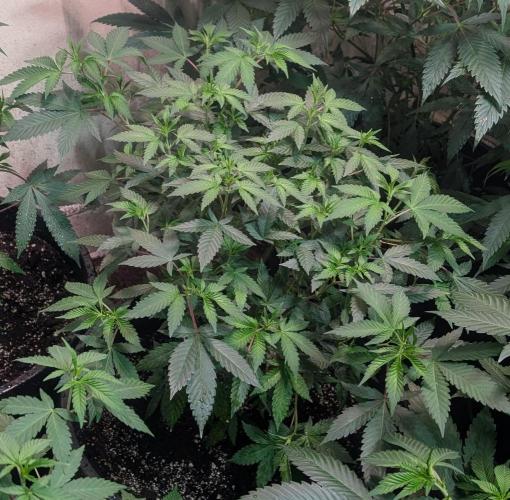 Gushers. Week 12