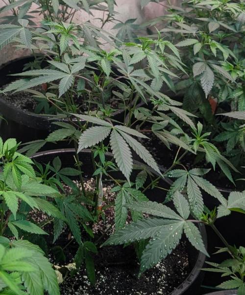 Super Boof. Week 12