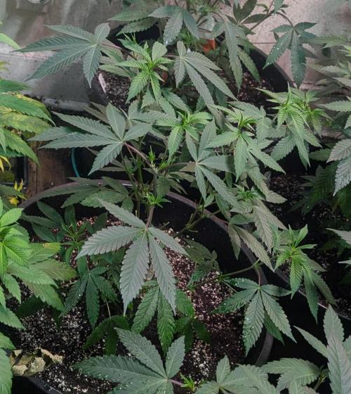 Super Boof. Week 12