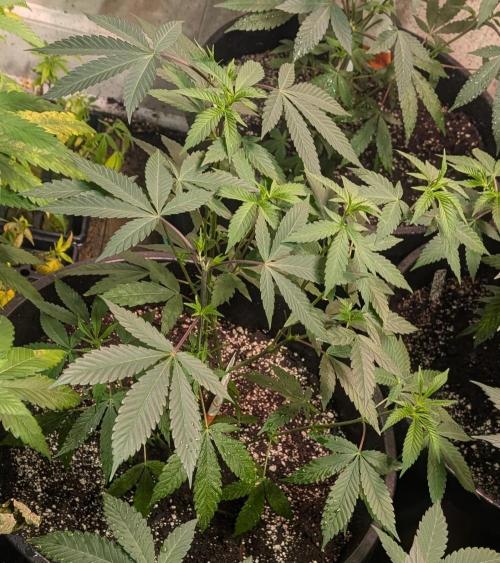 Super Boof. Week 12
