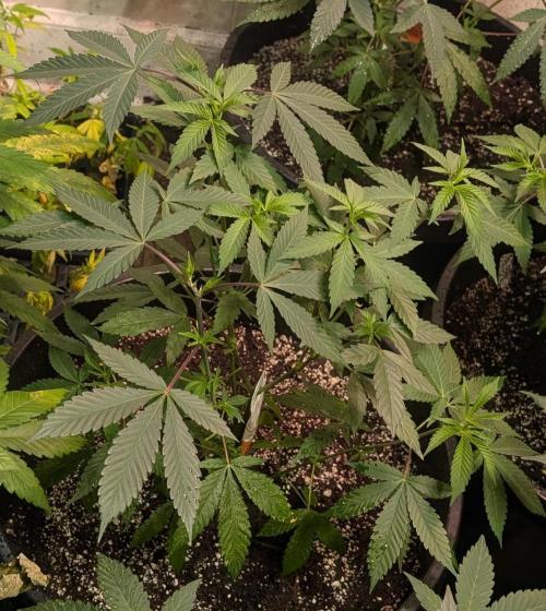 Super Boof. Week 12