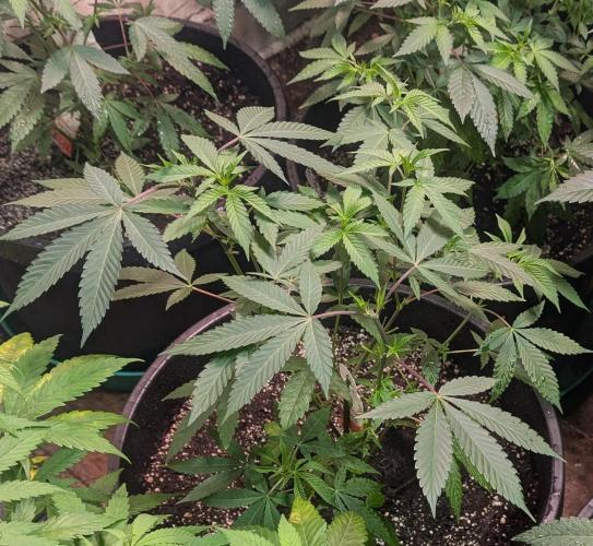 Super Boof. Week 12