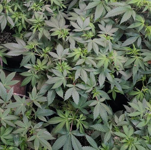 Fruity Pebbles. Week 12