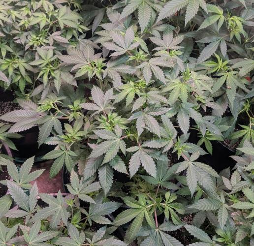 Fruity Pebbles. Week 12