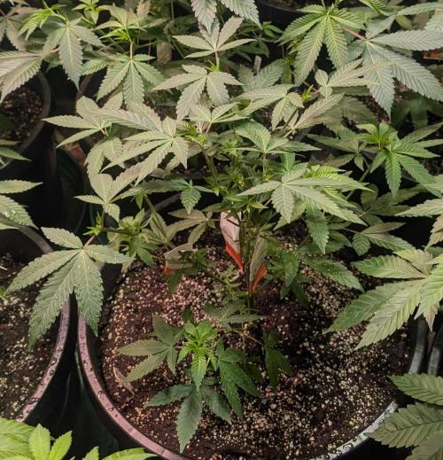 Cereal Milk. Week 12