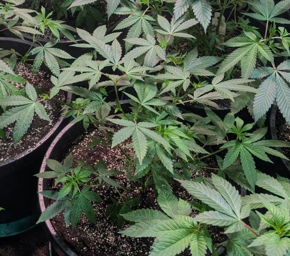 Cereal Milk. Week 12