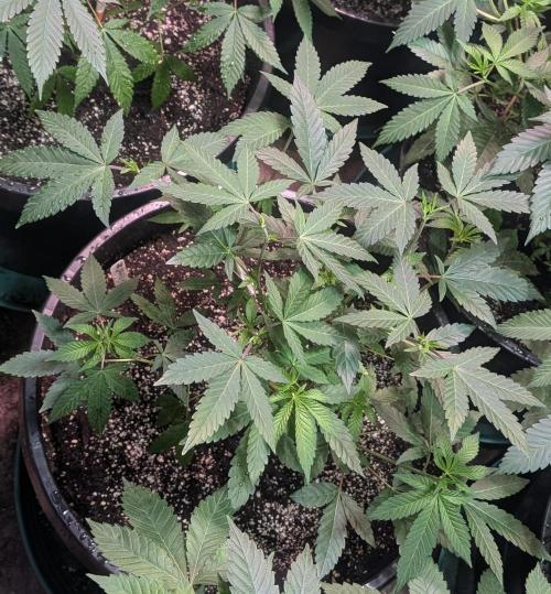 Cereal Milk. Week 12