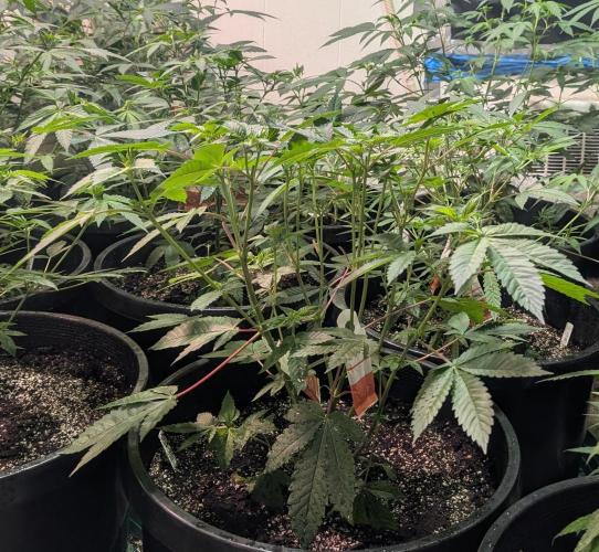 Pink Gelato. Week 12