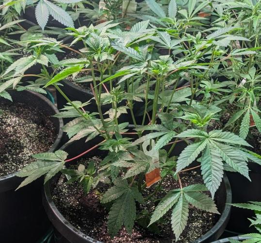 Pink Gelato. Week 12