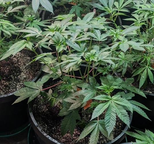 Pink Gelato. Week 12