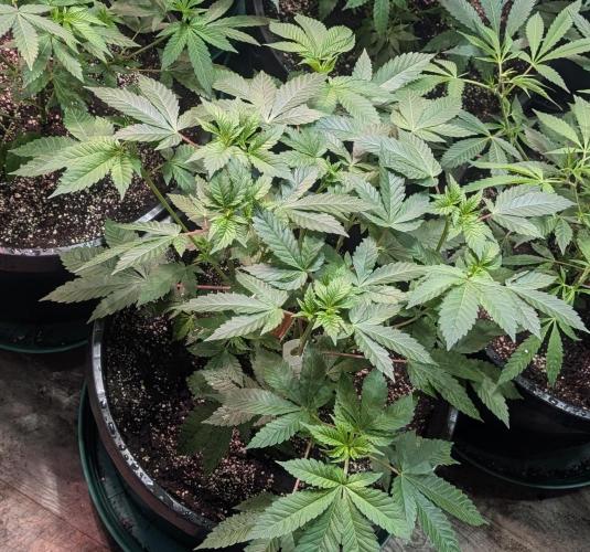 Pink Gelato. Week 12