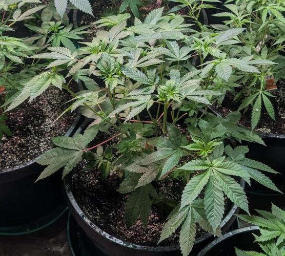 Pink Gelato. Week 12
