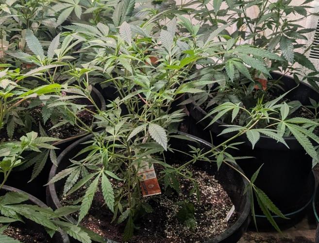Sunset Sherbet. Week 12