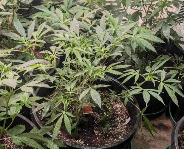 Sunset Sherbet. Week 12