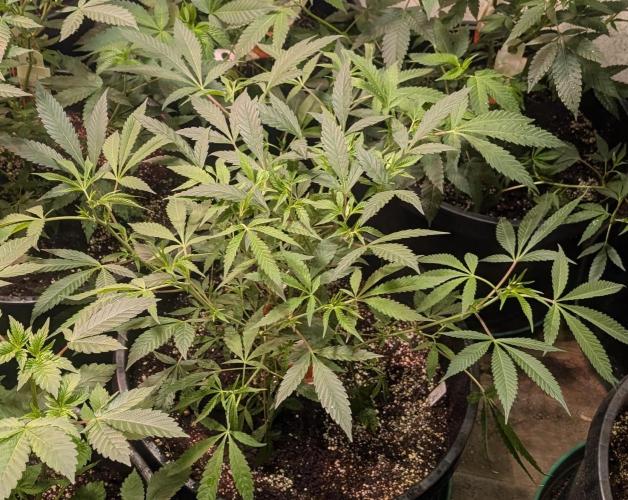 Sunset Sherbet. Week 12