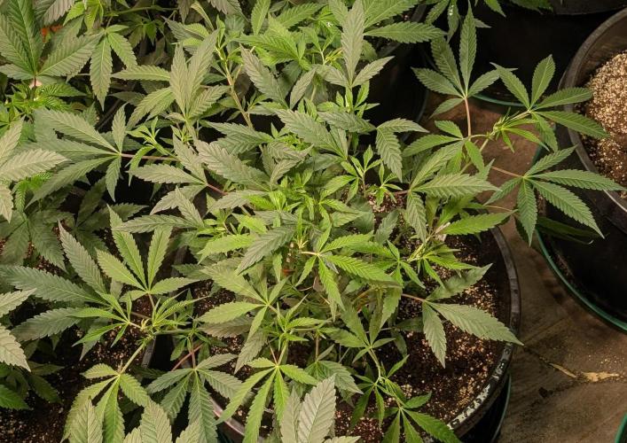 Sunset Sherbet. Week 12