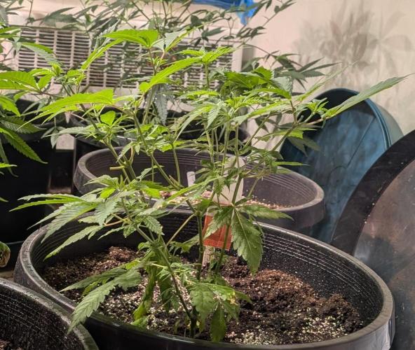 Forbidden Fruit. Week 12