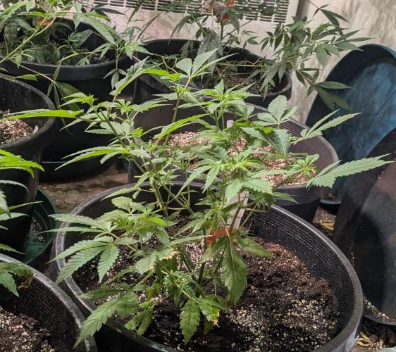Forbidden Fruit. Week 12