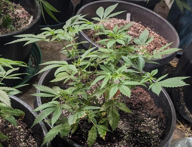 Forbidden Fruit. Week 12
