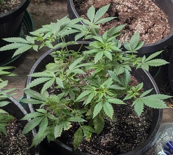 Forbidden Fruit. Week 12