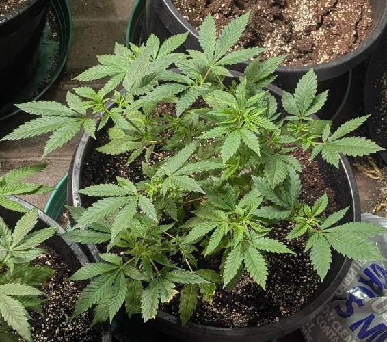 Forbidden Fruit. Week 12