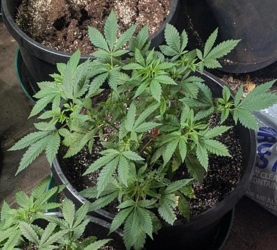 Forbidden Fruit. Week 12