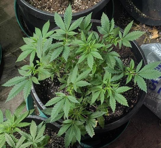 Forbidden Fruit. Week 12