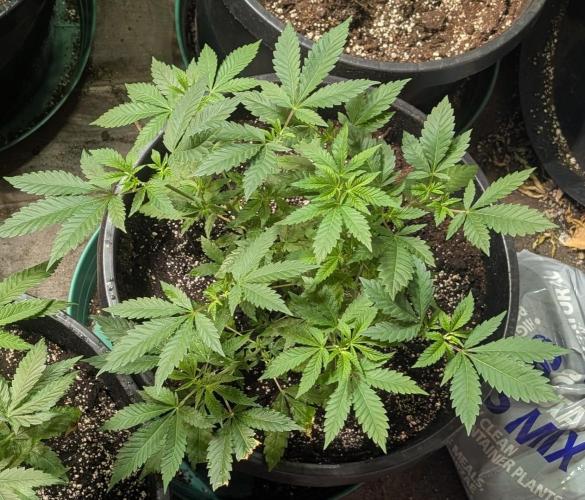 Forbidden Fruit. Week 12