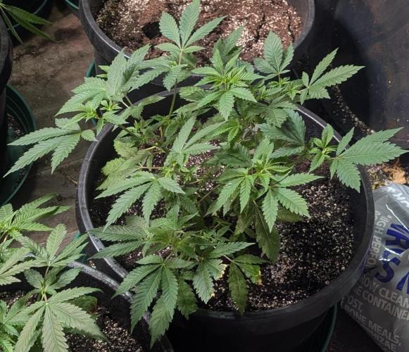 Forbidden Fruit. Week 12