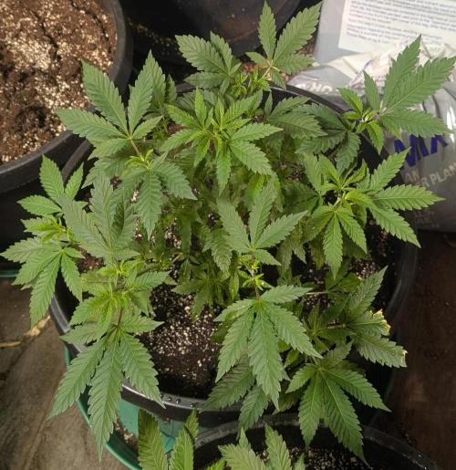 Forbidden Fruit. Week 12