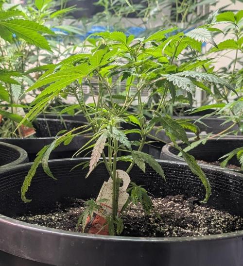 Pellezino Cookies. Week 12
