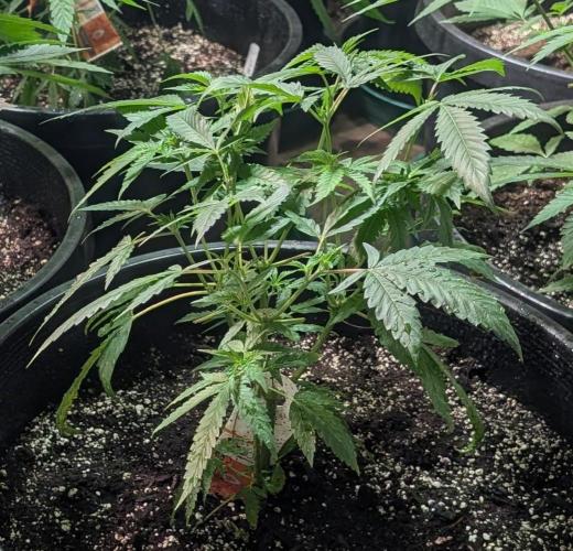 Pellezino Cookies. Week 12
