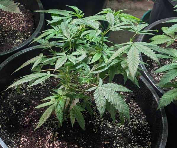 Pellezino Cookies. Week 12