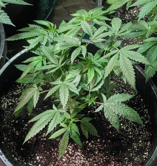 Pellezino Cookies. Week 12