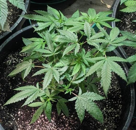 Pellezino Cookies. Week 12