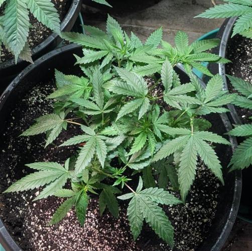 Pellezino Cookies. Week 12