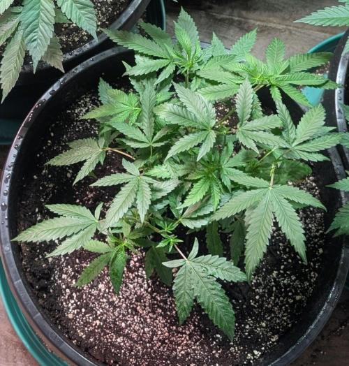Pellezino Cookies. Week 12