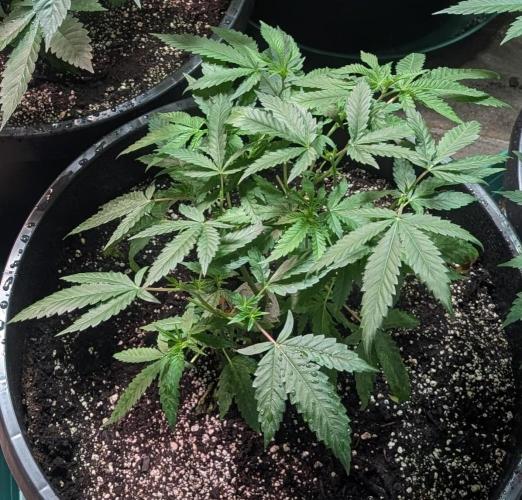 Pellezino Cookies. Week 12