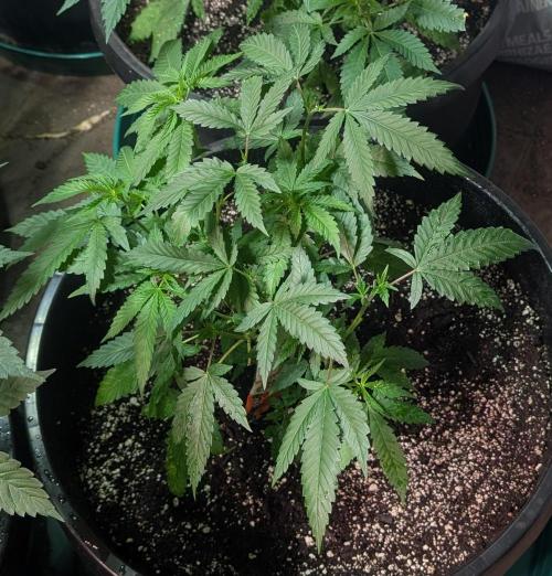 Pellezino Cookies. Week 12