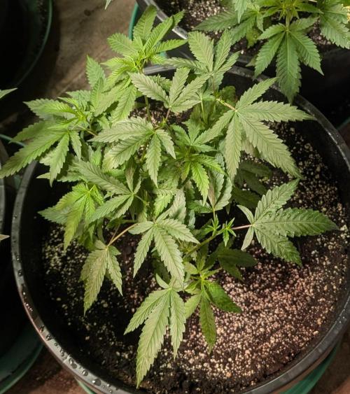Pellezino Cookies. Week 12