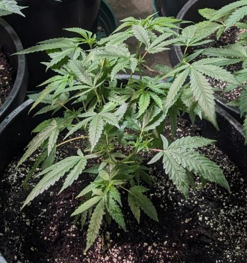 Pellezino Cookies. Week 12